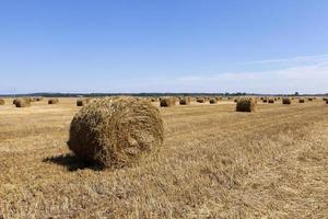 stack of straw in the field photo