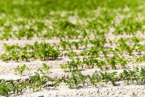 Field with carrot photo