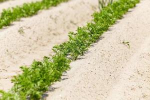 Field with carrot photo