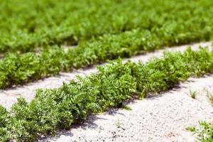 Field with carrot photo