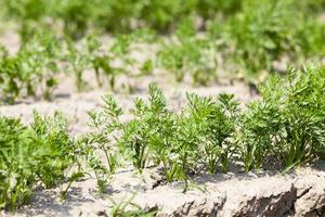 Field with carrot photo