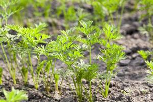 Field with carrot photo