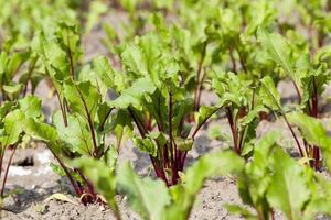 Field with red beetroot photo