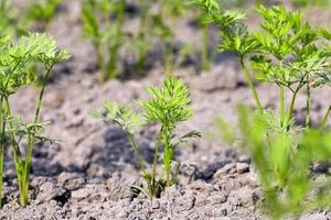 Field with carrot photo