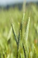 green cereals, close-up photo