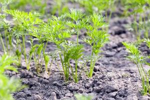 Field with carrot photo