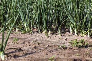 sprouts green onions photo