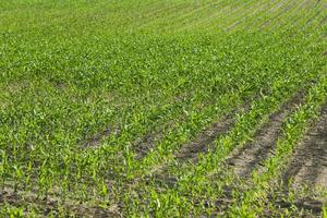 Corn field, summer photo