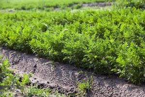 Field with carrot photo