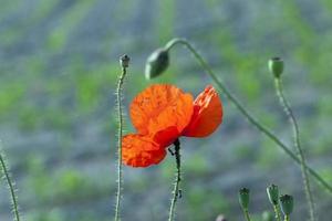 blooming red poppies photo