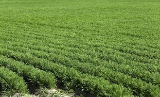 Field with carrot photo