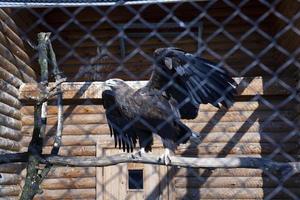 águila en el zoológico foto