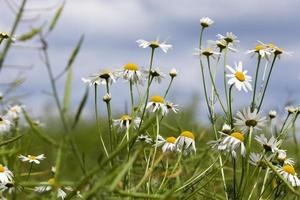 chamomile flowers, close up photo