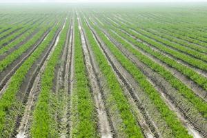 Field with carrot photo