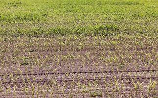 Green corn field photo