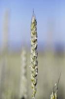 unripe ears of wheat photo