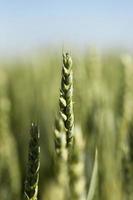 unripe ears of wheat photo