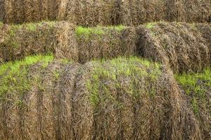 after harvest of wheat photo