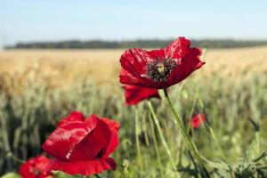 red poppies in a field photo