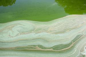 green swamp, close-up photo