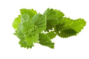 lemon balm, isolated photo