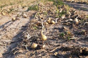 Harvesting onion field photo