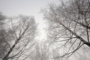 treetops, winter season photo
