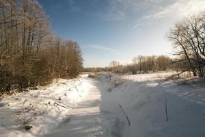 árboles en invierno foto