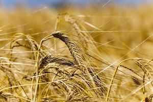 mature cereal , close-up photo