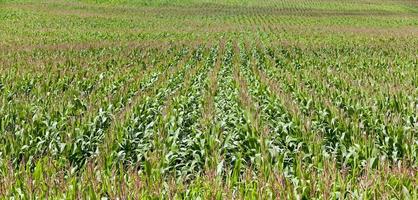 campo de maíz inmaduro foto
