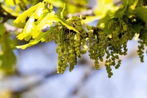 Flower closeup oak photo