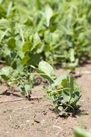 Pea sprout in the spring photo