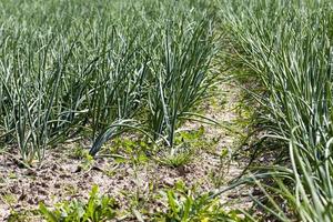 field with green onions photo