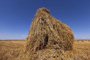 stack of straw in the field photo