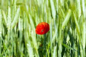 blooming red poppies photo