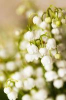 lilies of the valley photo