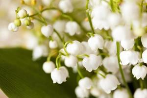 lilies of the valley photo