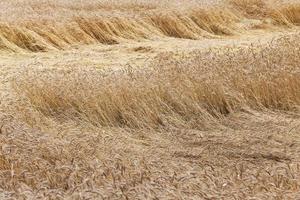 ripe cereal wheat in the field photo