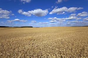 wheat field and sky photo