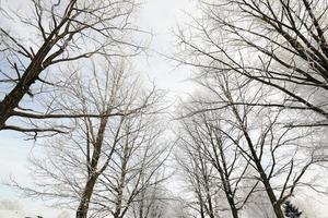 trees in the park photo