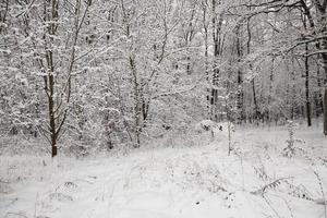 árboles en el bosque en la temporada de invierno foto