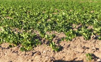 campo de patatas cultivadas. foto