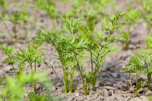 Field with carrot photo