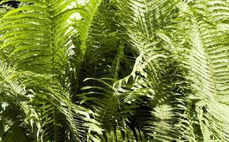 green fern close up photo