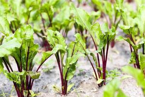 Field with red beetroot photo