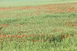 Poppy in the field photo