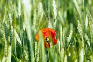 Red poppy flowers photo