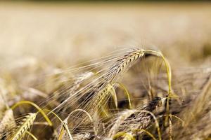 ripe yellow cereals photo