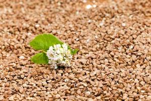 buckwheat , close up photo