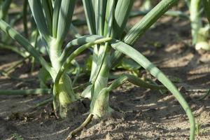 sprouts green onions photo